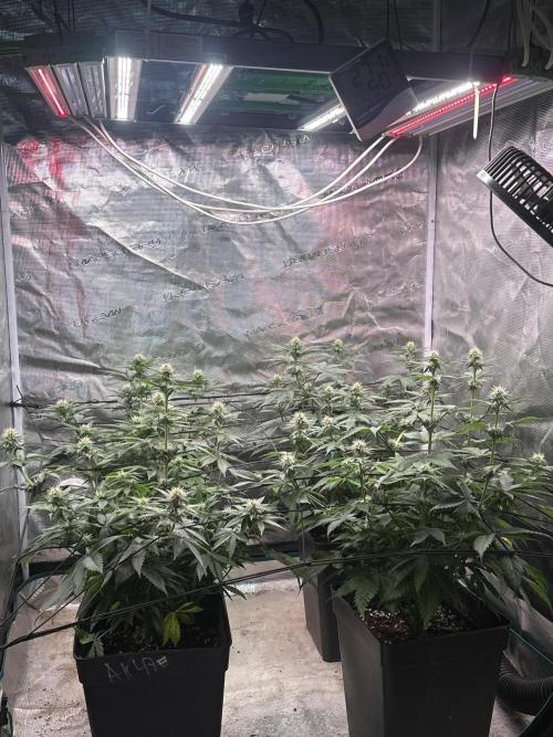 Super Boof. Week 7