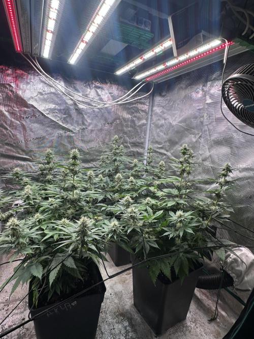 Super Boof. Week 8