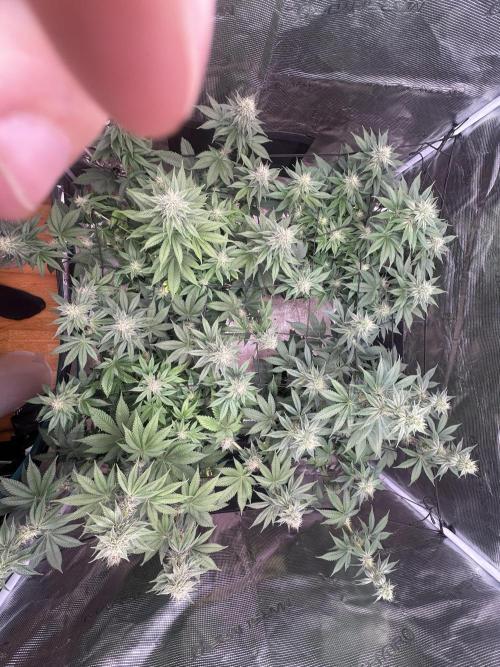 Super Boof. Week 8