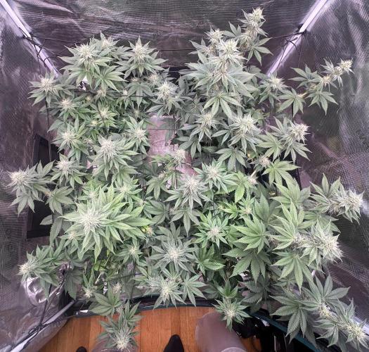 Super Boof. Week 8