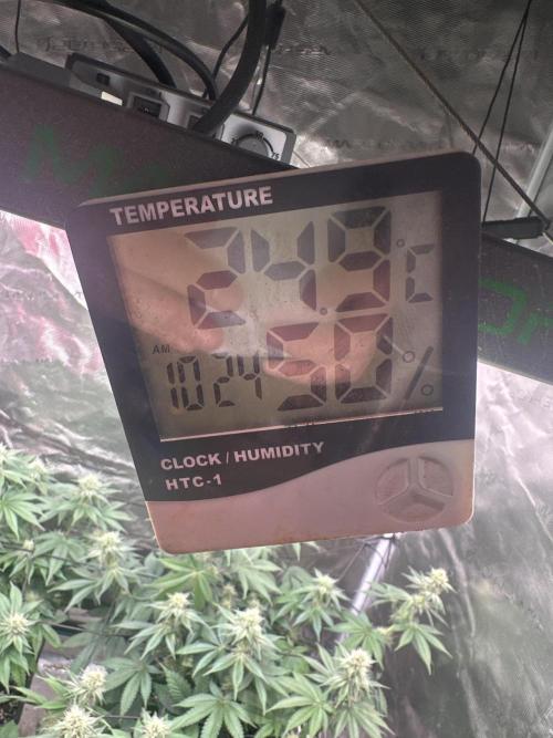 Super Boof. Week 8