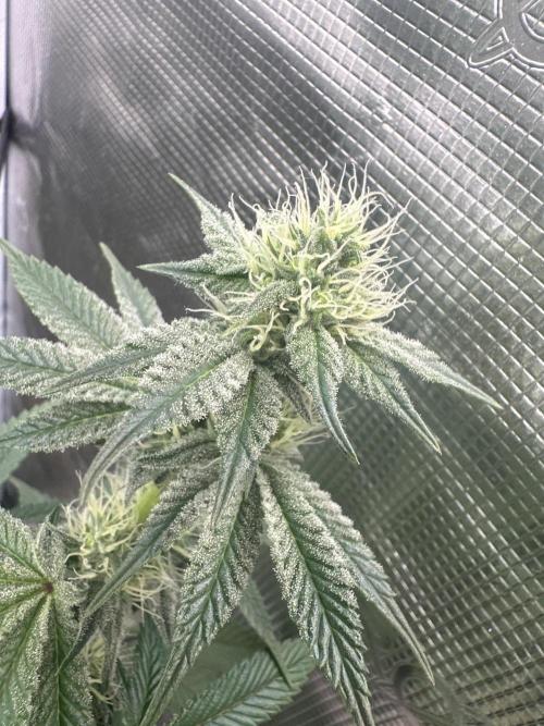 Super Boof. Week 8