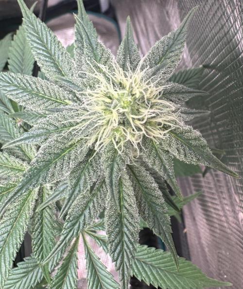 Super Boof. Week 8
