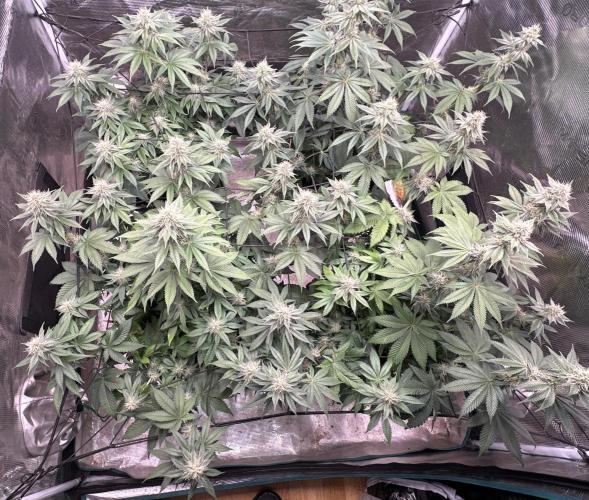 Super Boof. Week 8