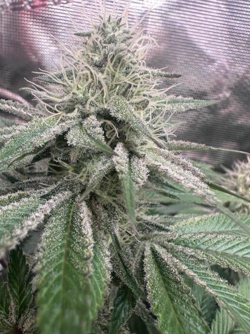 Super Boof. Week 11