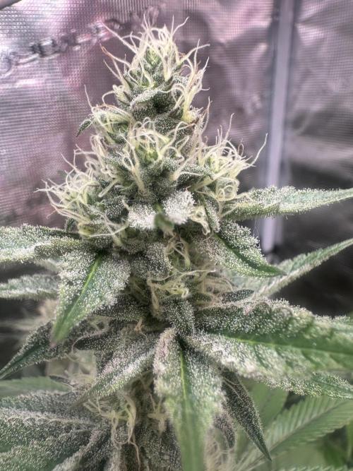 Super Boof. Week 11
