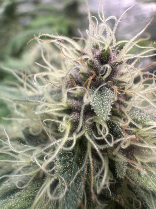 Super Boof. Week 11