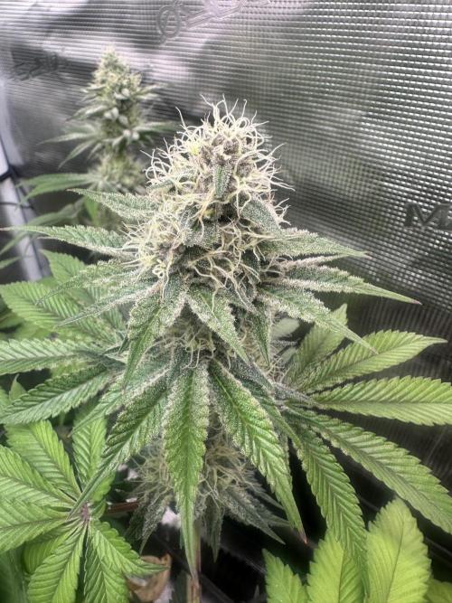 Super Boof. Week 11