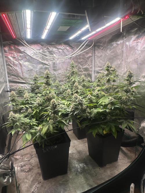 Super Boof. Week 11