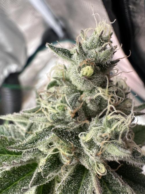 Super Boof. Week 13