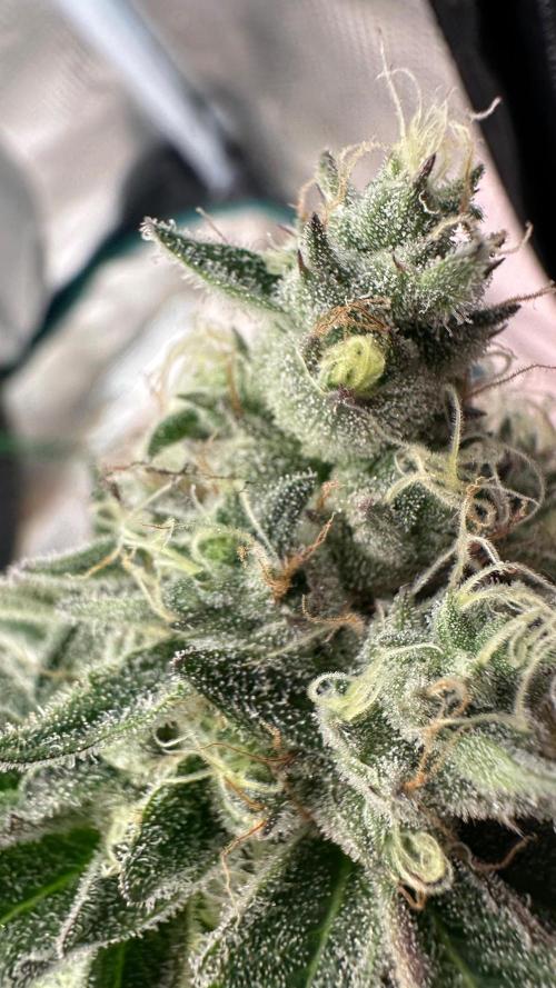 Super Boof. Week 13