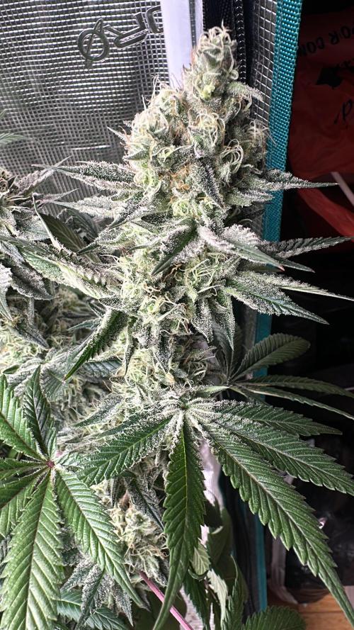 Super Boof. Week 13