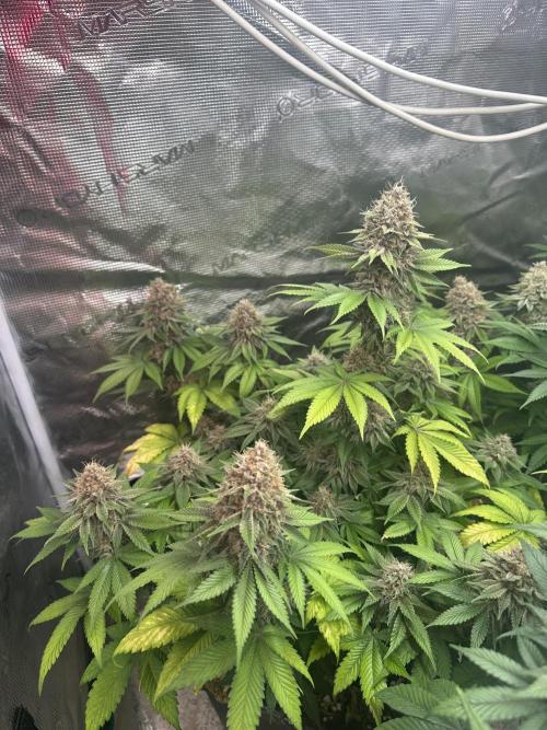 Super Boof. Week 16
