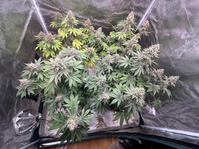 Super Boof. Week 18