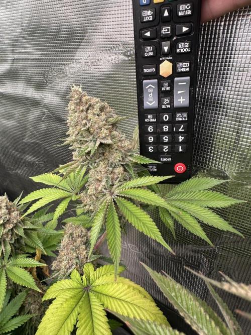Super Boof. Week 18
