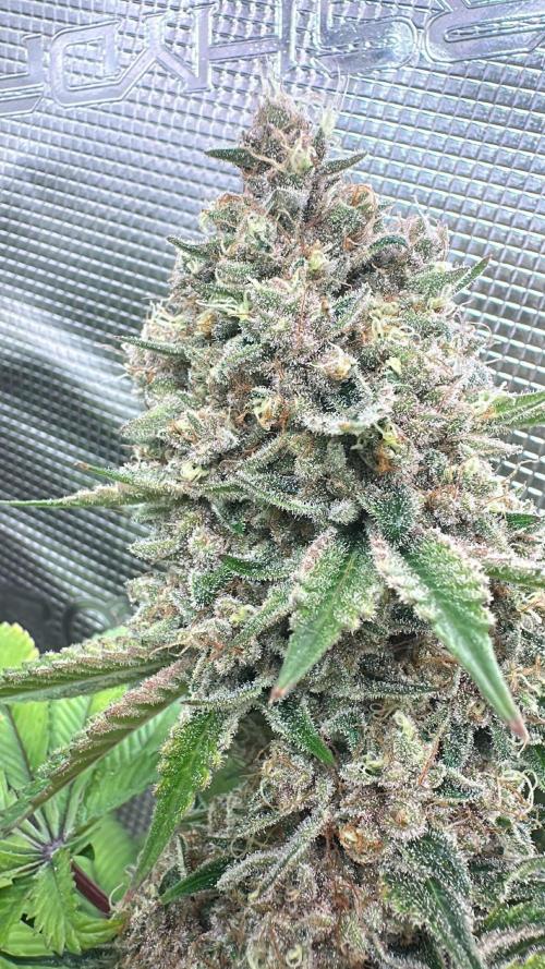Super Boof. Week 18