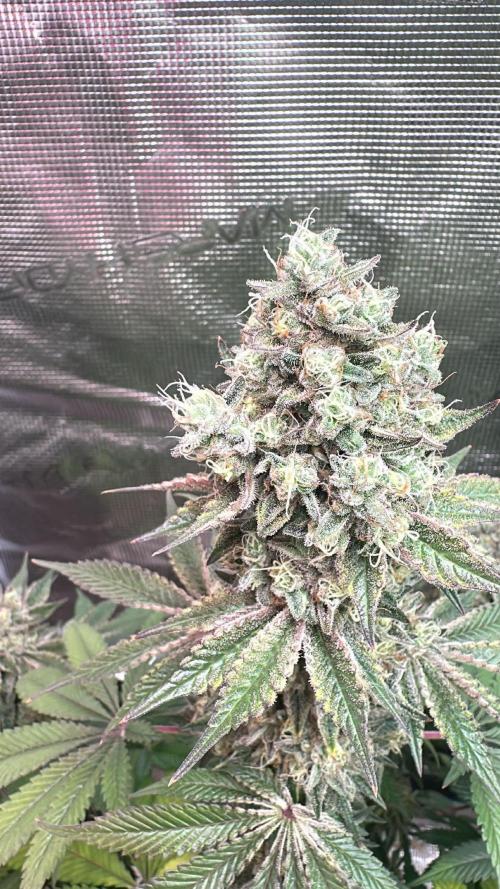 Super Boof. Week 18