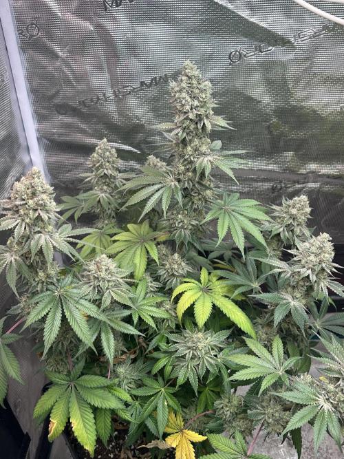 Super Boof. Week 18 - Mejor fenotipo