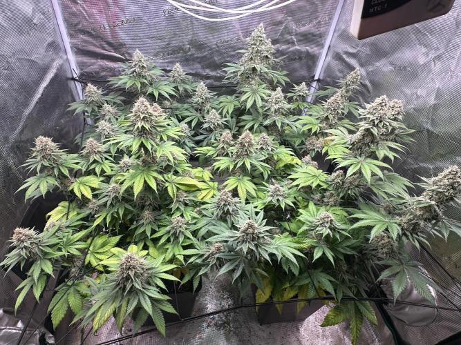 Super Boof. Week 16