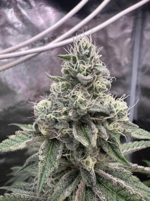 Super Boof. Week 16