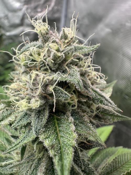 Super Boof. Week 16