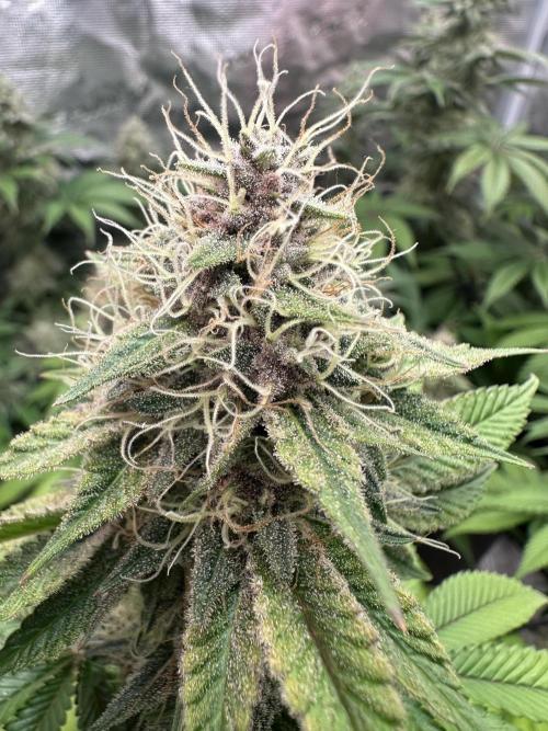 Super Boof. Week 16