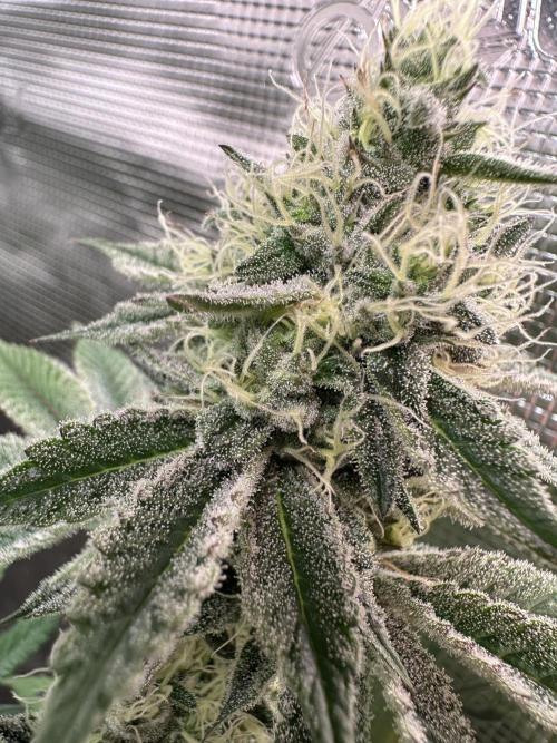 Super Boof. Week 16