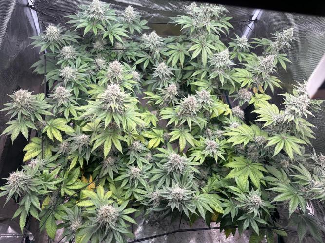 Super Boof. Week 16