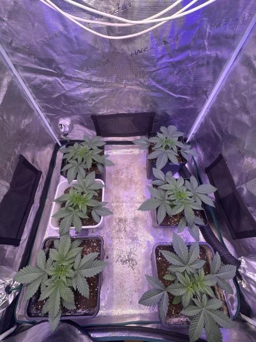 Super Boof. Week 2