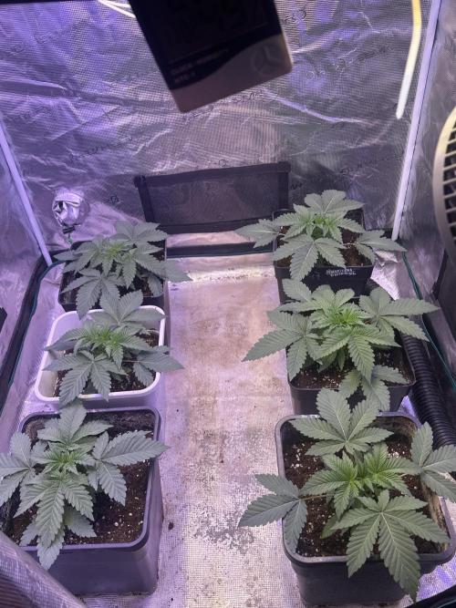 Super Boof. Week 2