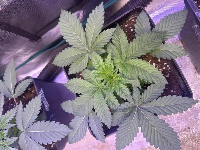 Super Boof. Week 2