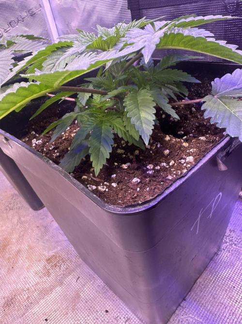 Super Boof. Week 2