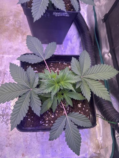 Super Boof. Week 2