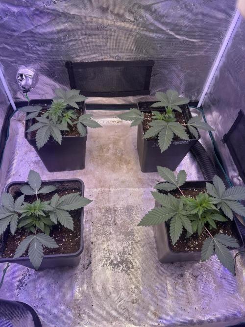 Super Boof. Week 2