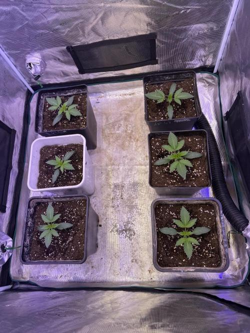 Super Boof. Week 1