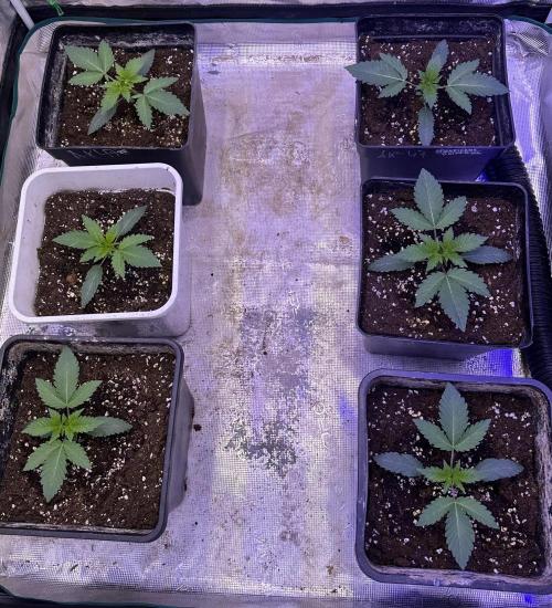Super Boof. Week 1