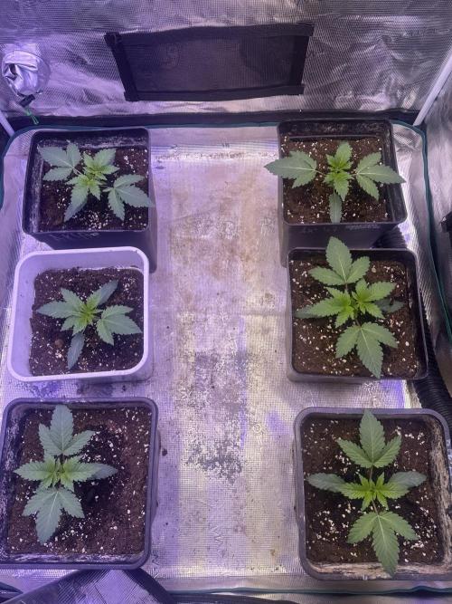 Super Boof. Week 1