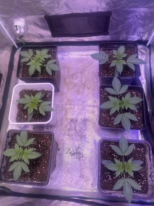 Super Boof. Week 1