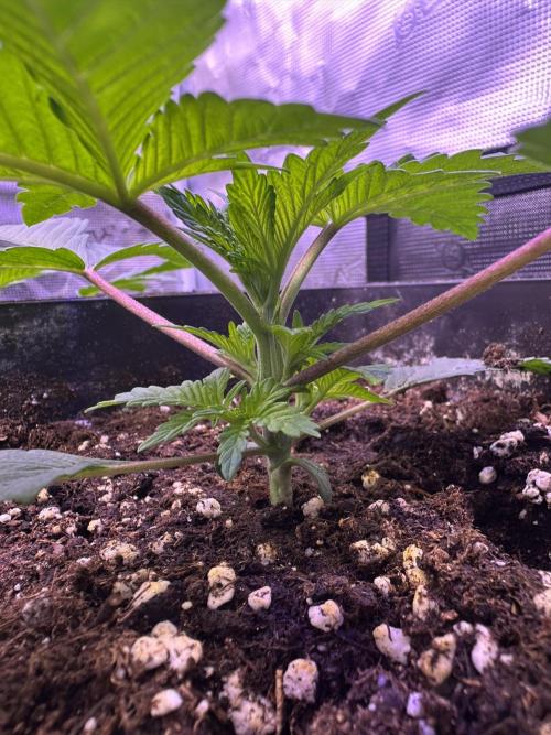 Super Boof. Week 1