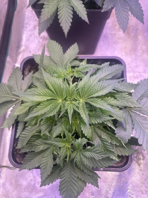 Super Boof. Week 3