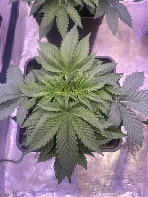 Super Boof. Week 3