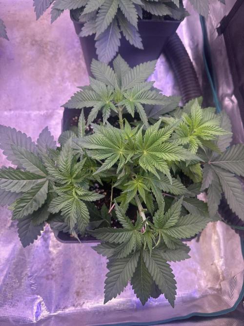 Super Boof. Week 3