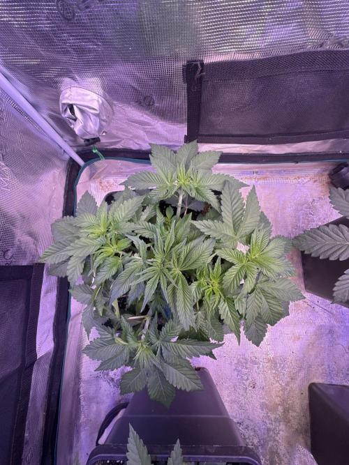 Super Boof. Week 3