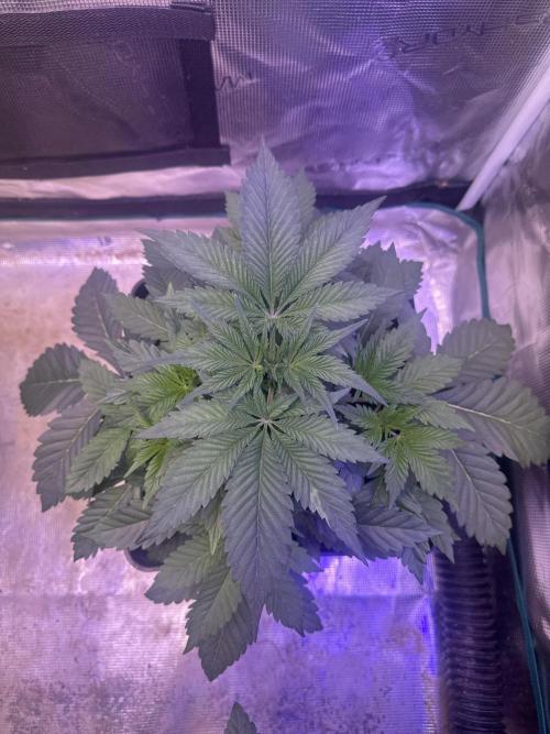 Super Boof. Week 3