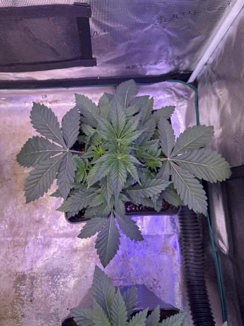 Super Boof. Week 3
