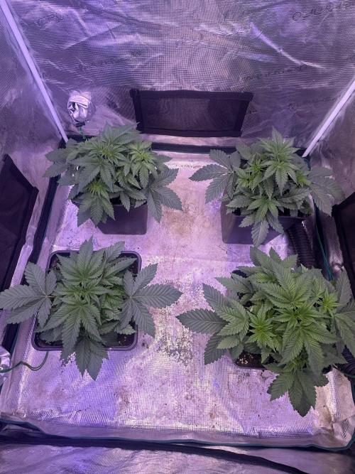 Super Boof. Week 3