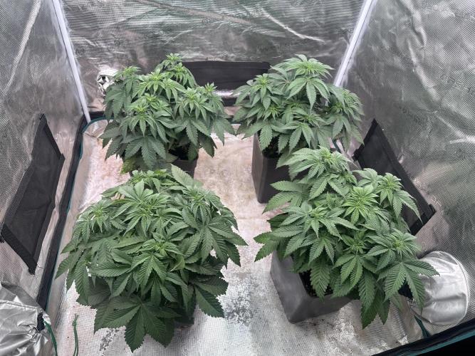 Super Boof. Week 5