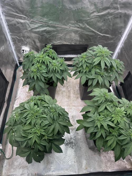 Super Boof. Week 5