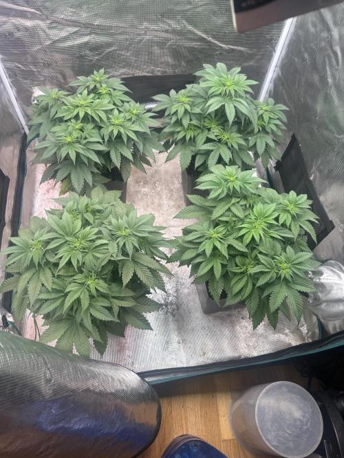 Super Boof. Week 5