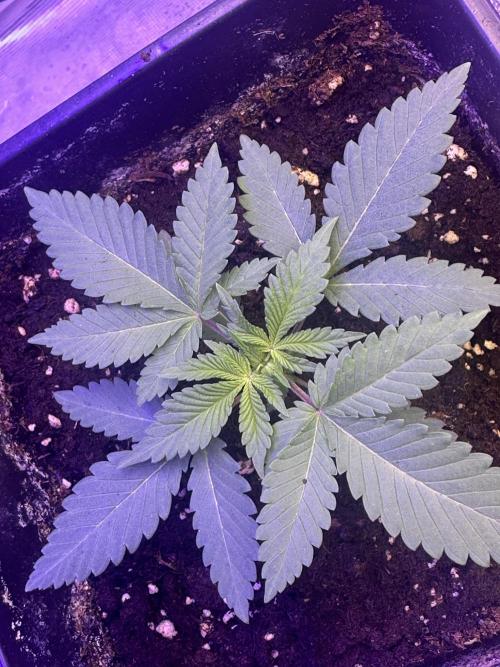 SUPER MONSTER. Week 2 - Day 14